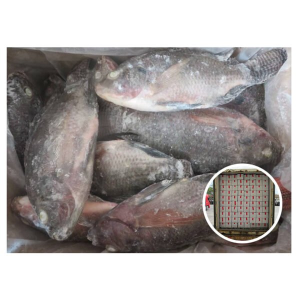 Wholesale IQF China Origin Farmed Nila