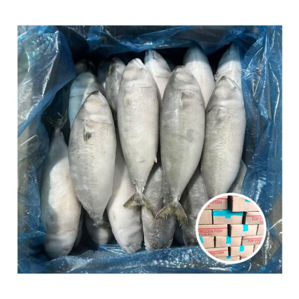 Wholesale Organic Frozen Pacific Mackerel Fish Wholesale Organic Frozen Pacific Mackerel Fish