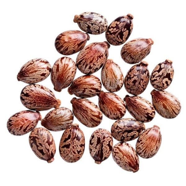 Wholesale Premium Custom Brand Castor Seeds Wholesale Premium Custom Brand Castor Seeds