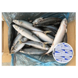 Wholesale Price Frozen Whole Round Mackerel