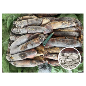 Wholesale Sea Frozen Black Squid 300