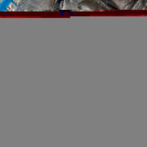 Wholesale Tilapia Sale Prix Tilapia 300