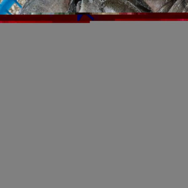 Wholesale Tilapia Sale Prix Tilapia 300 Wholesale Tilapia Sale Prix Tilapia 300
