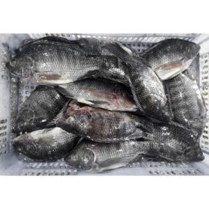 Wholesale Tilapia Whole Round Fish Fresh