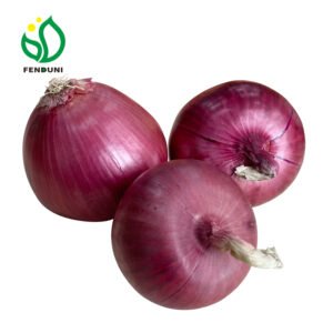Wholesale to Onion Buyers Cebolla Fresh