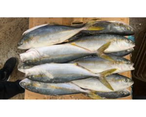 Wild Caught Frozen Yellowtail Fish Premium