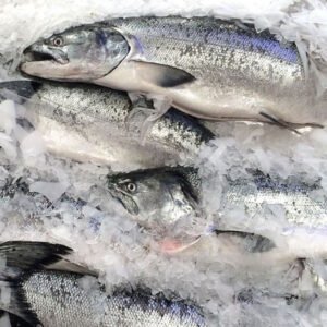 Wild Caught Pacific Salmon Alaska