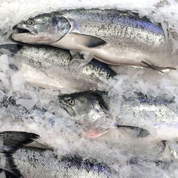 Wild Caught Pacific Salmon Alaska Wild Caught Pacific Salmon Alaska
