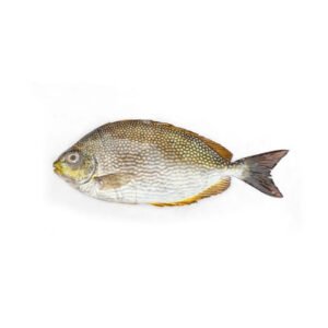 Wild Safi Omani Fish Whole Cleaned 500g — premium quality