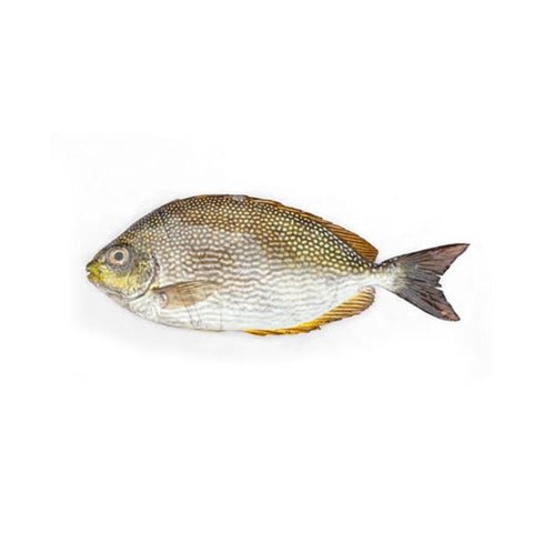 Wild Safi Omani Fish Whole Cleaned 500g Wild Safi Omani Fish Whole Cleaned 500g — premium quality