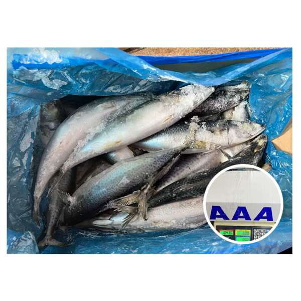 Winter Caught Land Frozen Mackerel Fish