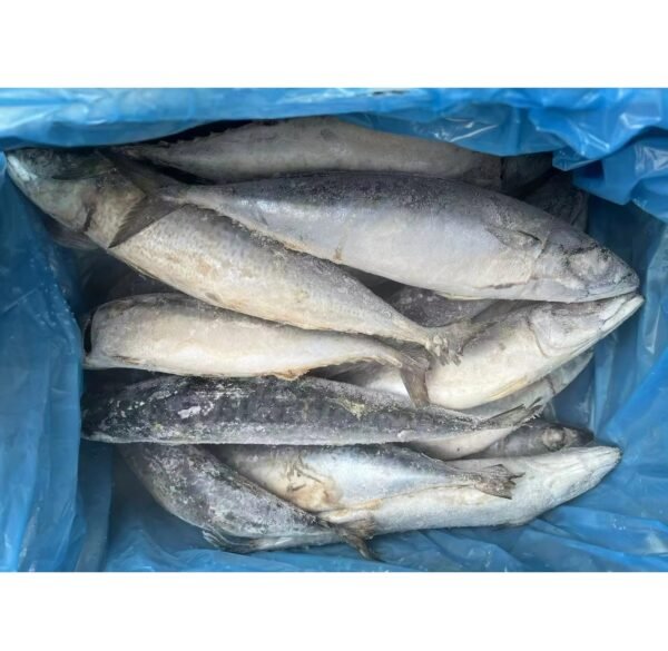 Winter Sea Mackerel High Fat Frozen