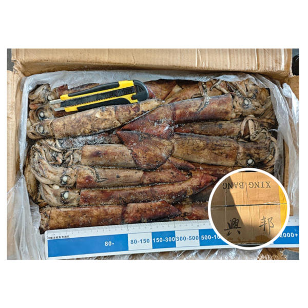 Xingbang Brand 10kg Carton Indian Ocean