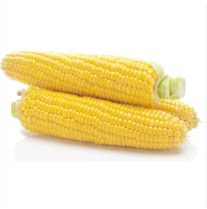 Yellow Corn Maize for Sale for