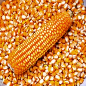 Yellow Corn White Corn Maize for