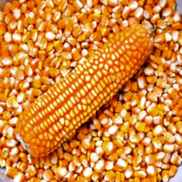 Yellow Corn White Corn Maize for