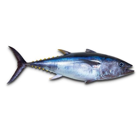 Yellow Fin Tuna Kera Whole Cleaned 2 5kg Yellow Fin Tuna Kera Whole Cleaned 2 5kg — premium quality