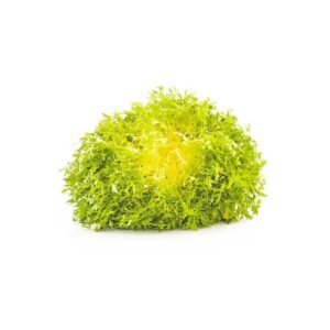 Yellow Lettuce Frisee Netherlands 1 Piece Yellow Lettuce Frisee Netherlands 1 Piece — premium quality