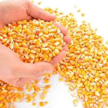 Yellow Maize Grade a Glutinous Whole