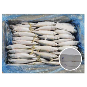 Yemen Origin 4 6 Indian Mackerel