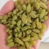 Wholesale raisin for bulk supply and export