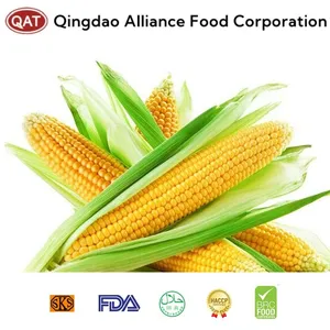 Wholesale corn for bulk supply and export
