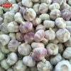 Wholesale garlic for bulk supply and export