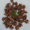 Wholesale star anise for bulk supply and export