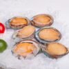 Frozen Abalone High Quality and Good - wholesale supplier | AgroFoods Global