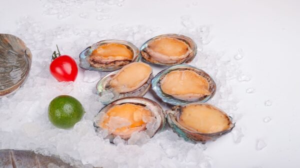 Frozen Abalone High Quality and Good - wholesale supplier | AgroFoods Global