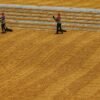 Sinocharm Agriculture Food New Crop Organic - wholesale supplier | AgroFoods Global