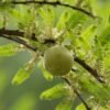 Dabur Amla Hair Oil 300ml – Wholesale & Export UAE - wholesale supplier | AgroFoods Global