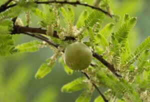 Dabur Amla Hair Oil 300ml – Wholesale & Export UAE - wholesale supplier | AgroFoods Global