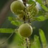 Dabur Amla Gold Hair Oil Green 200ml – Wholesale & Export UAE - wholesale supplier | AgroFoods Global