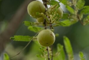 Dabur Amla Gold Hair Oil Green 200ml – Wholesale & Export UAE - wholesale supplier | AgroFoods Global