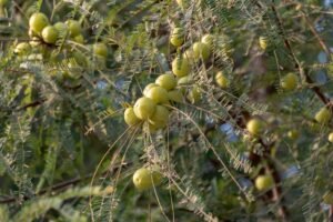 Amla Shower Gel Indian Gooseberry Honey - wholesale supplier | AgroFoods Global