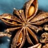 AUTUMN SPRING STAR ANISE ANISEED EXPORT - wholesale supplier | AgroFoods Global
