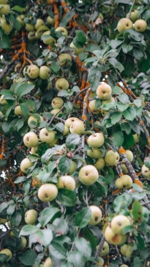 Red Apple UAE – Fresh Premium Red Apples Wholesale Supplier Dubai, Abu Dhabi - wholesale supplier | AgroFoods Global