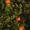 Green Apple Jumbo UAE – Premium Crisp Green Apples Wholesale & Supplier Dubai - wholesale supplier | AgroFoods Global
