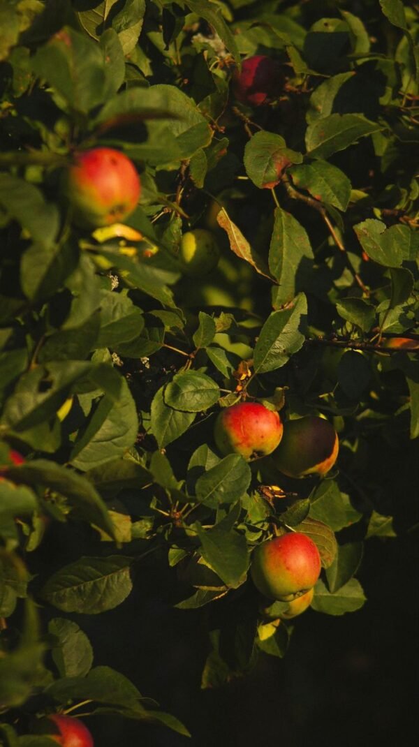 Green Apple Jumbo UAE – Premium Crisp Green Apples Wholesale & Supplier Dubai - wholesale supplier | AgroFoods Global