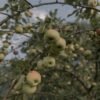 Red Apple UAE – Fresh Red Apples Wholesale Supplier & Exporter - wholesale supplier | AgroFoods Global