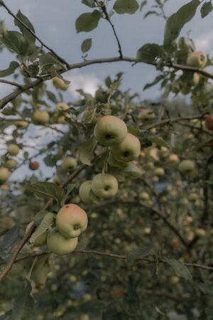 Red Apple UAE – Fresh Red Apples Wholesale Supplier & Exporter - wholesale supplier | AgroFoods Global