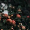 Apple Green Bag 900g UAE – Fresh Green Apples Online Dubai & Wholesale - wholesale supplier | AgroFoods Global
