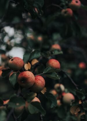 Apple Green Bag 900g UAE – Fresh Green Apples Online Dubai & Wholesale - wholesale supplier | AgroFoods Global