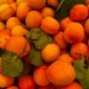 Apricot Paste - wholesale supplier | AgroFoods Global