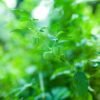 Ashwagandha Extract 5 Withanolides - wholesale supplier | AgroFoods Global
