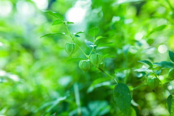 Ashwagandha Extract 5 Withanolides - wholesale supplier | AgroFoods Global