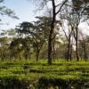 Factory Direct High Quality Indian Assam - wholesale supplier | AgroFoods Global