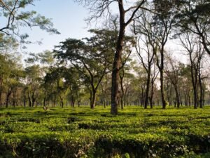 Factory Direct High Quality Indian Assam - wholesale supplier | AgroFoods Global