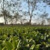 Assam Bulk Black Tea Healthy Loose - wholesale supplier | AgroFoods Global